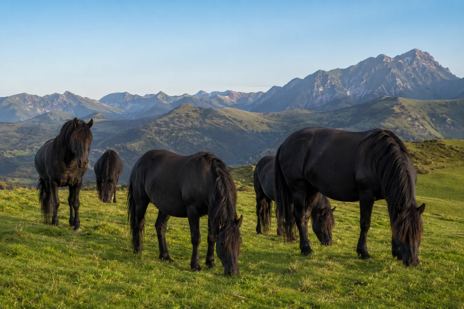 Troupeau de chevaux Mérens noirs au pâturage dans un paysage de montagne pyrénéen