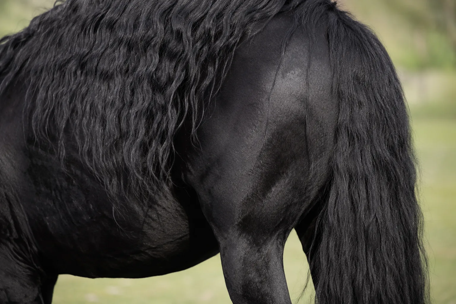 Détail des crins épais et noirs d'un cheval Mérens