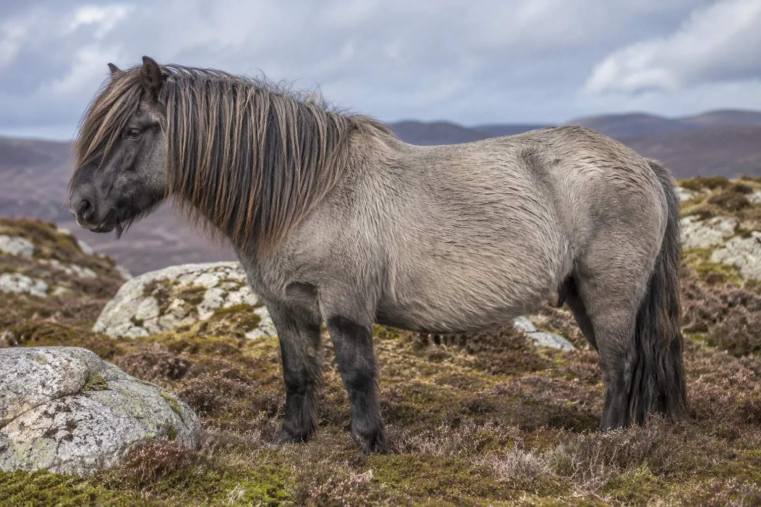 Cheval Morgan bai, de profil, dans un pré verdoyant, montrant sa silhouette compacte et musclée.