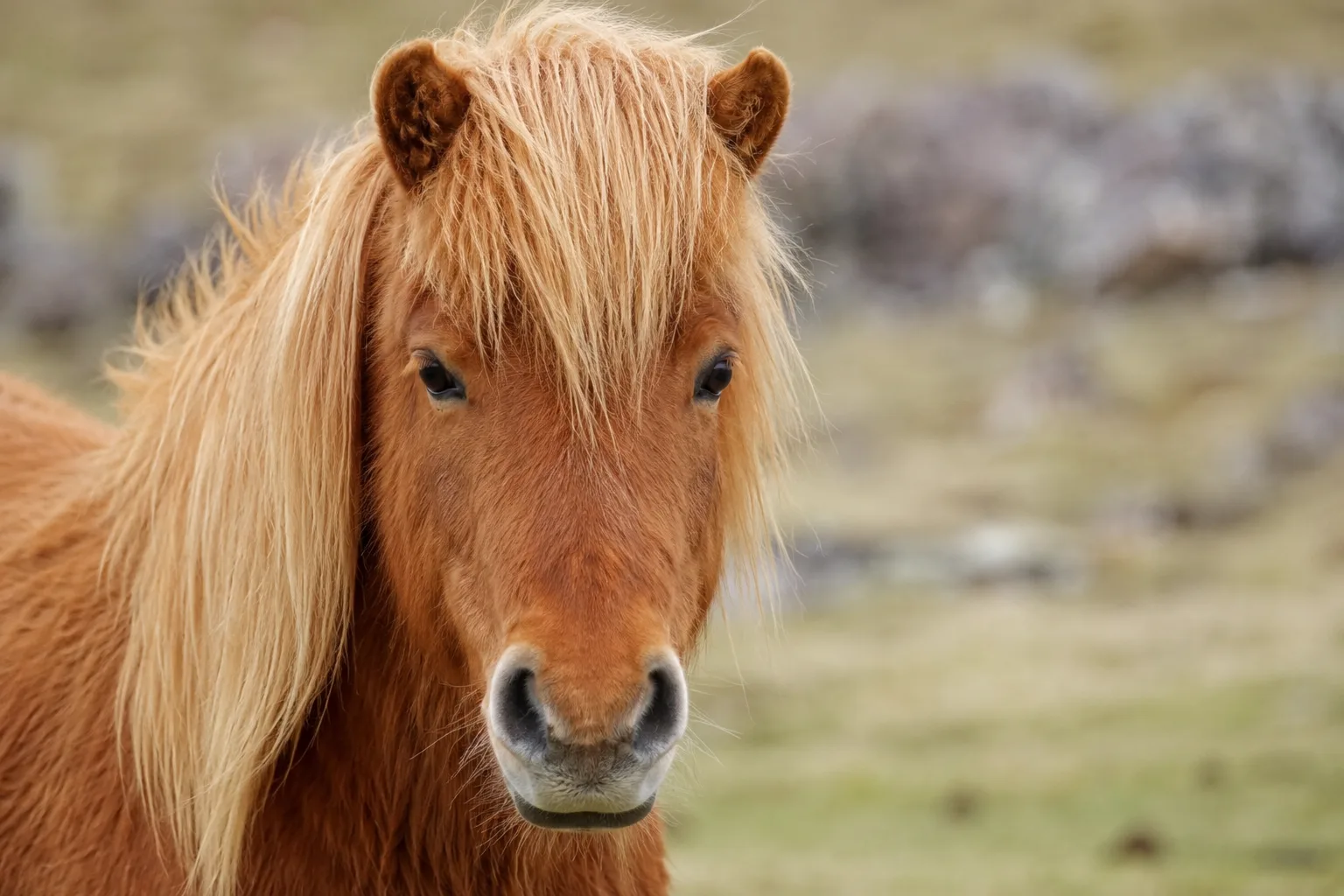 Gros plan de la tête raffinée d'un cheval Morgan, avec ses grands yeux expressifs et son profil droit.