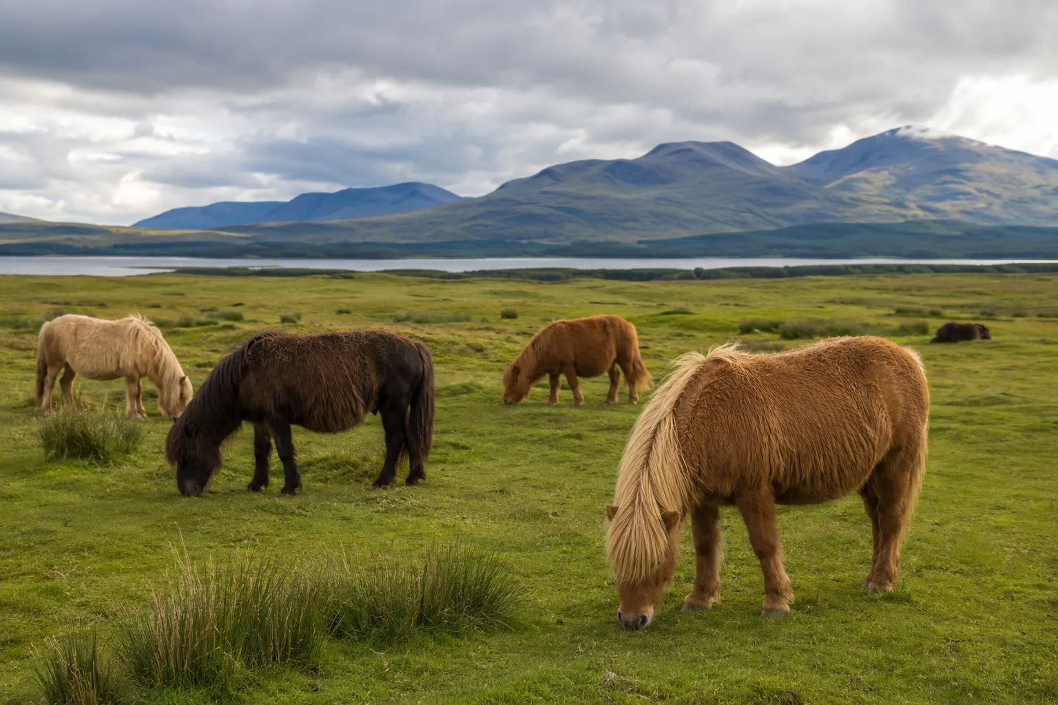 Plusieurs chevaux Morgan de différentes robes paissant tranquillement dans un paysage de Nouvelle-Angleterre.