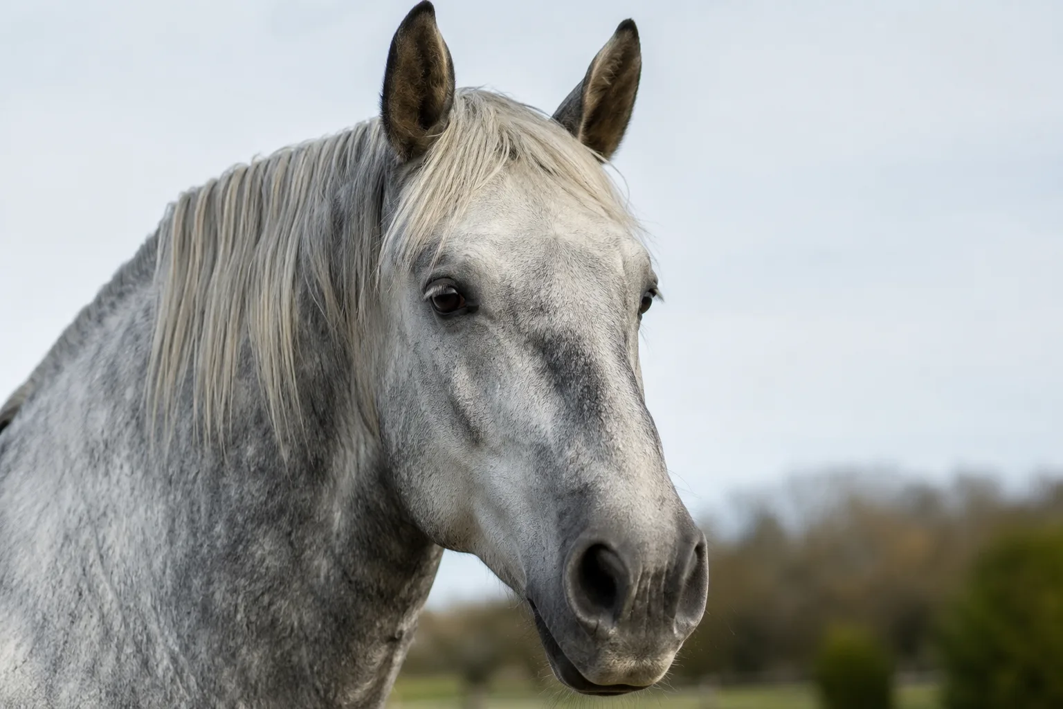 Portrait en gros plan de la tête d'un Percheron gris, mettant en valeur ses yeux vifs et son chanfrein droit.