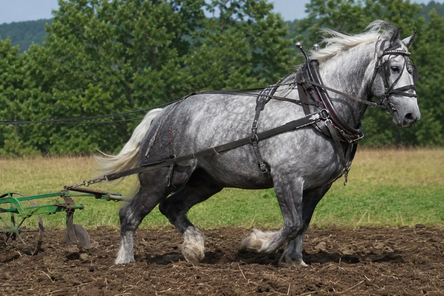 Percheron noir en plein effort, tirant une charrue dans un champ labouré, mouvement dynamique.