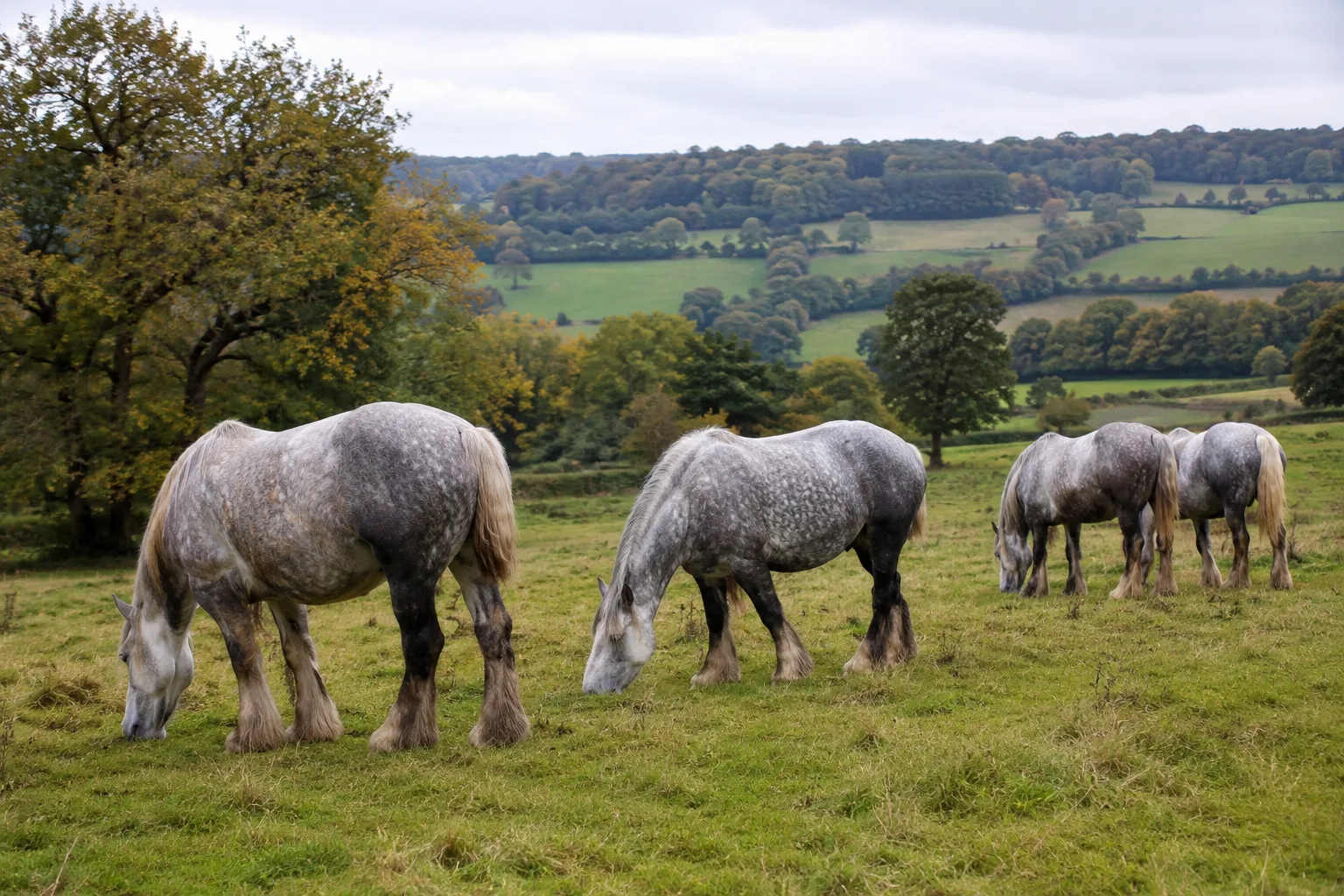 Plusieurs Percherons (gris et noirs) paissant tranquillement dans un grand pré vallonné.
