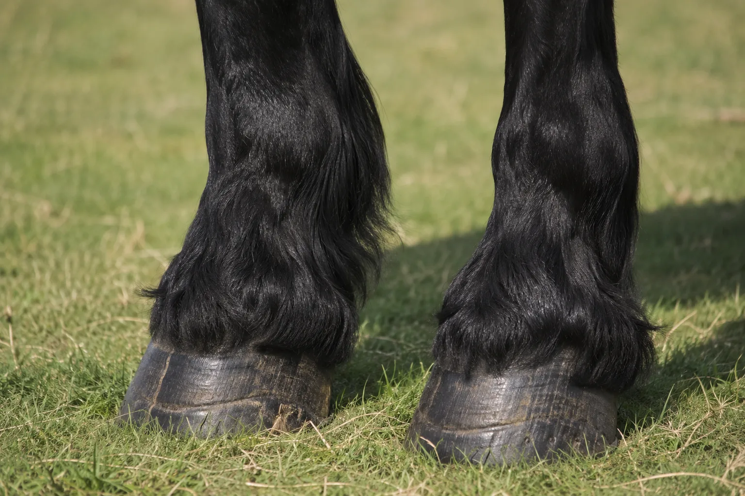 Détail des membres inférieurs d'un Percheron noir, montrant les fanons fins et les sabots robustes.