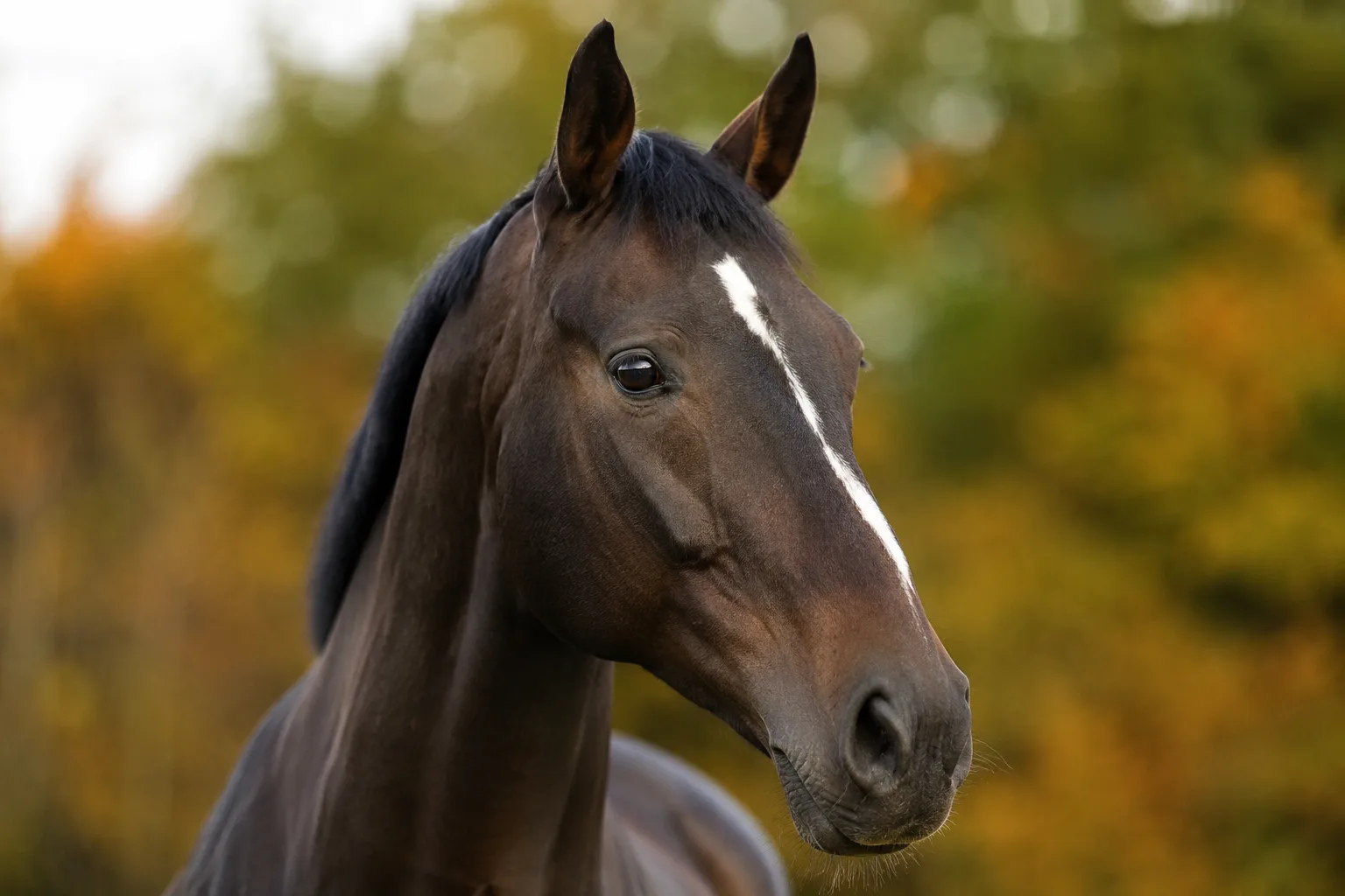 Gros plan réaliste de la tête d'un Poney New Forest, mettant en valeur ses grands yeux expressifs et son chanfrein droit.