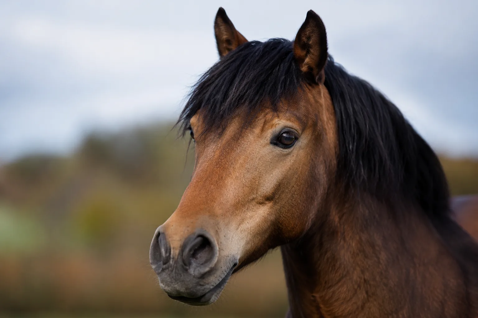 Portrait en gros plan d'une tête de Poney Welsh, montrant ses grands yeux expressifs et son profil raffiné