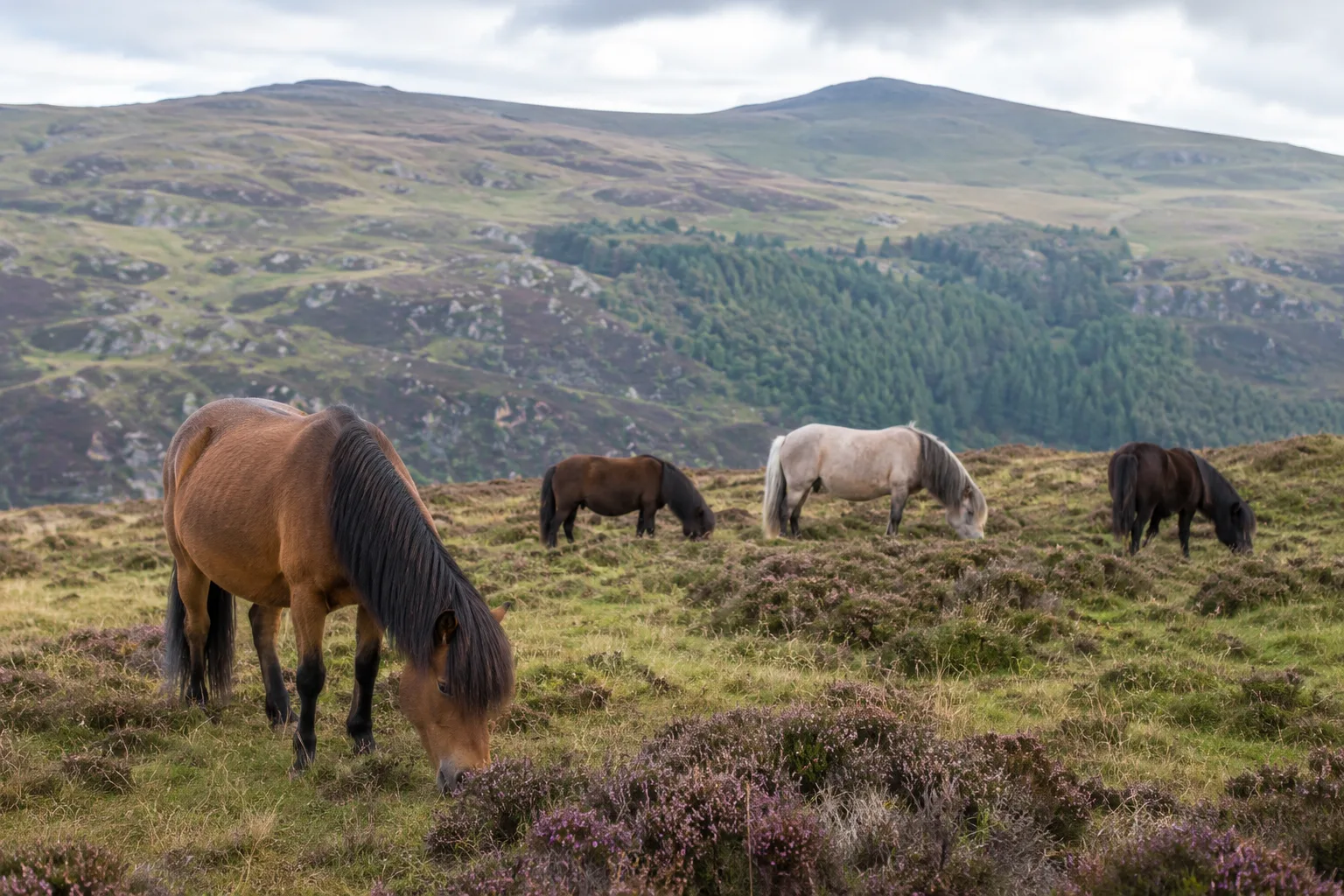 Troupeau de Poneys Welsh Mountain (Section A) paissant dans un paysage vallonné du Pays de Galles