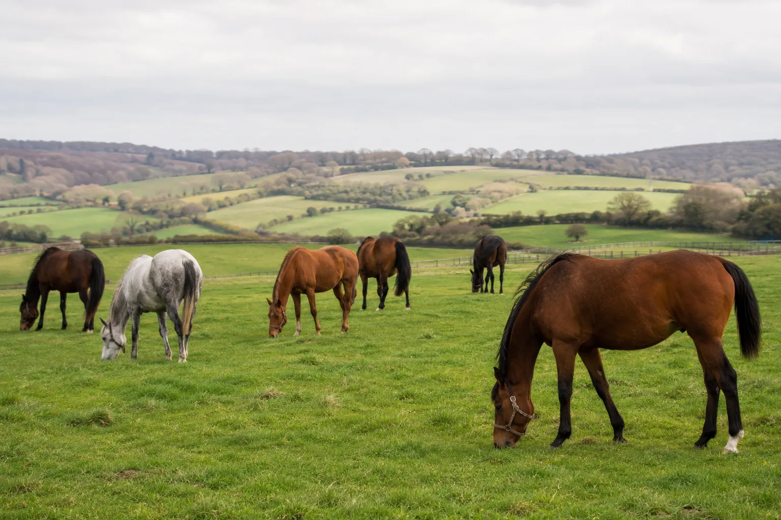 Un groupe de Pur-sang Anglais (bais et alezans) paissant tranquillement dans un grand pré en Angleterre.