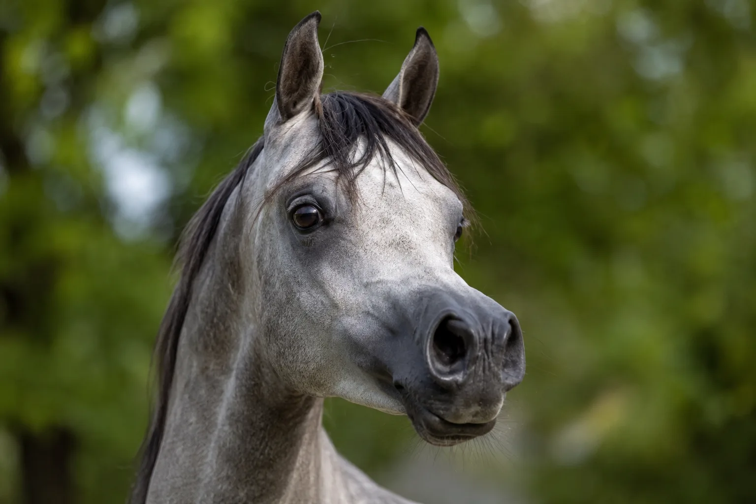 Portrait en gros plan de la tête d'un cheval Shire, avec ses grands yeux doux et son profil droit.