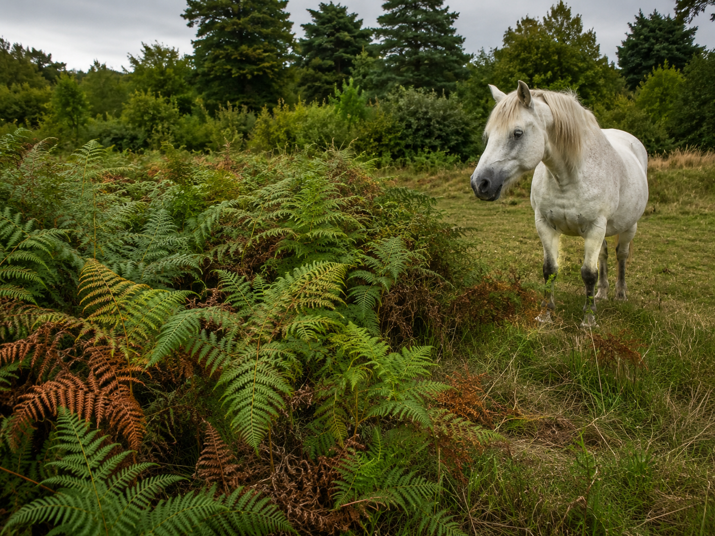 Hêtre commun : reconnaissance de plante toxique au pré, observation du contexte de pâture et gestion des risques. Application mobile Equio pour identifier les plantes toxiques au cheval.