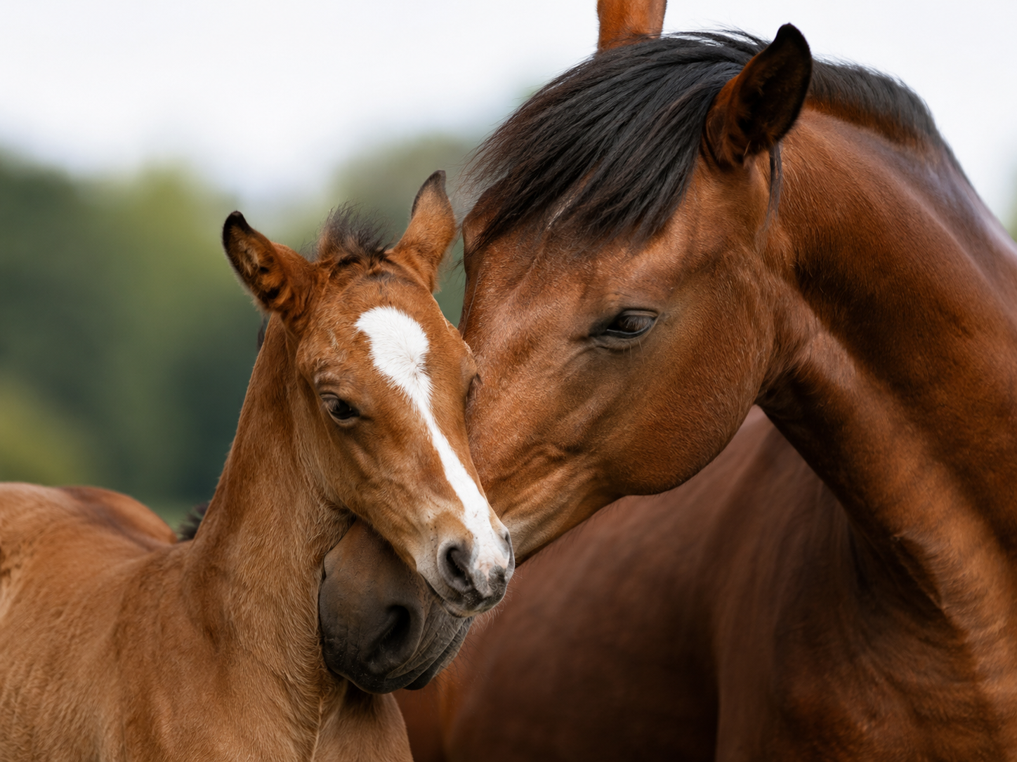 Dareshuri : identification de race équine, robe du cheval, morphologie et notation de l'état corporel. Gestion complète du profil et de l'identité du cheval.