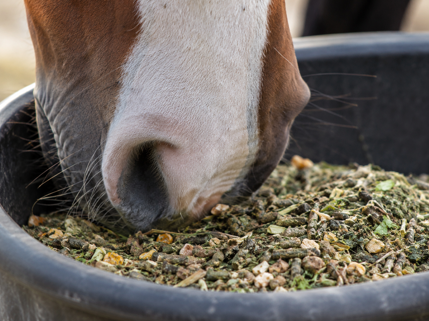 Nooitgedachter : identification de race équine, robe du cheval, morphologie et notation de l'état corporel. Gestion complète du profil et de l'identité du cheval.