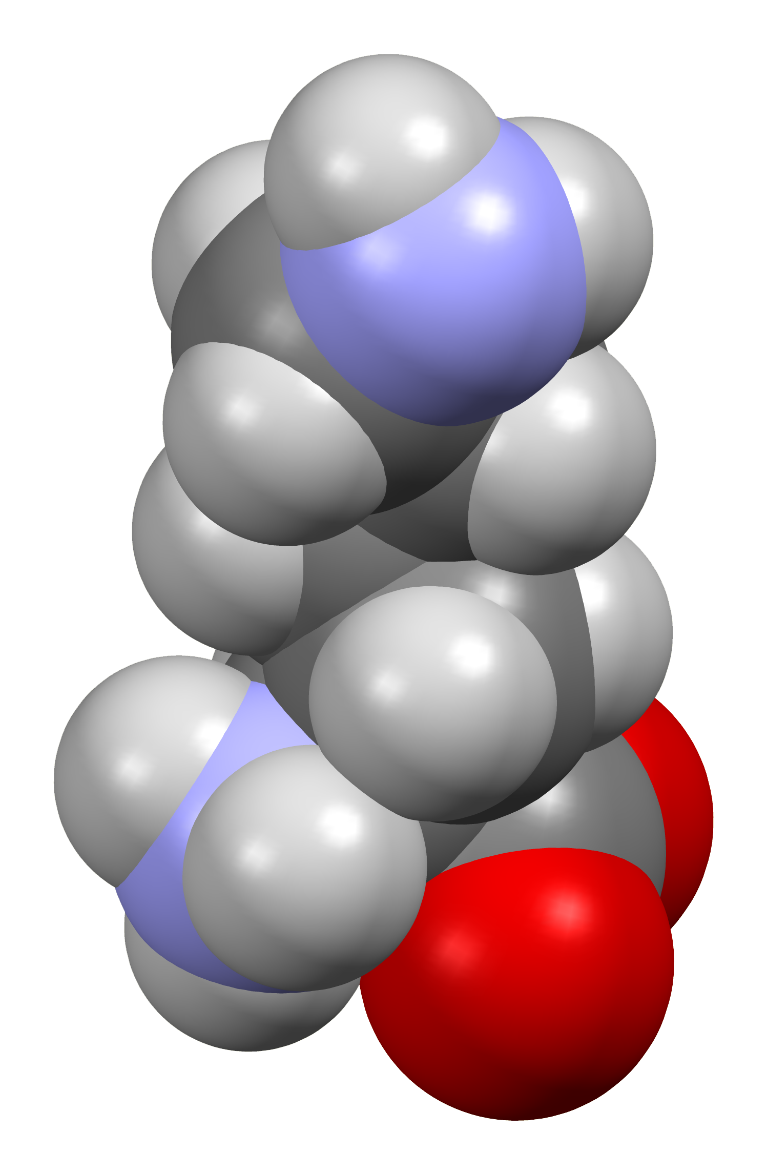 L-Lysine utilisé comme ingrédient d'alimentation équine