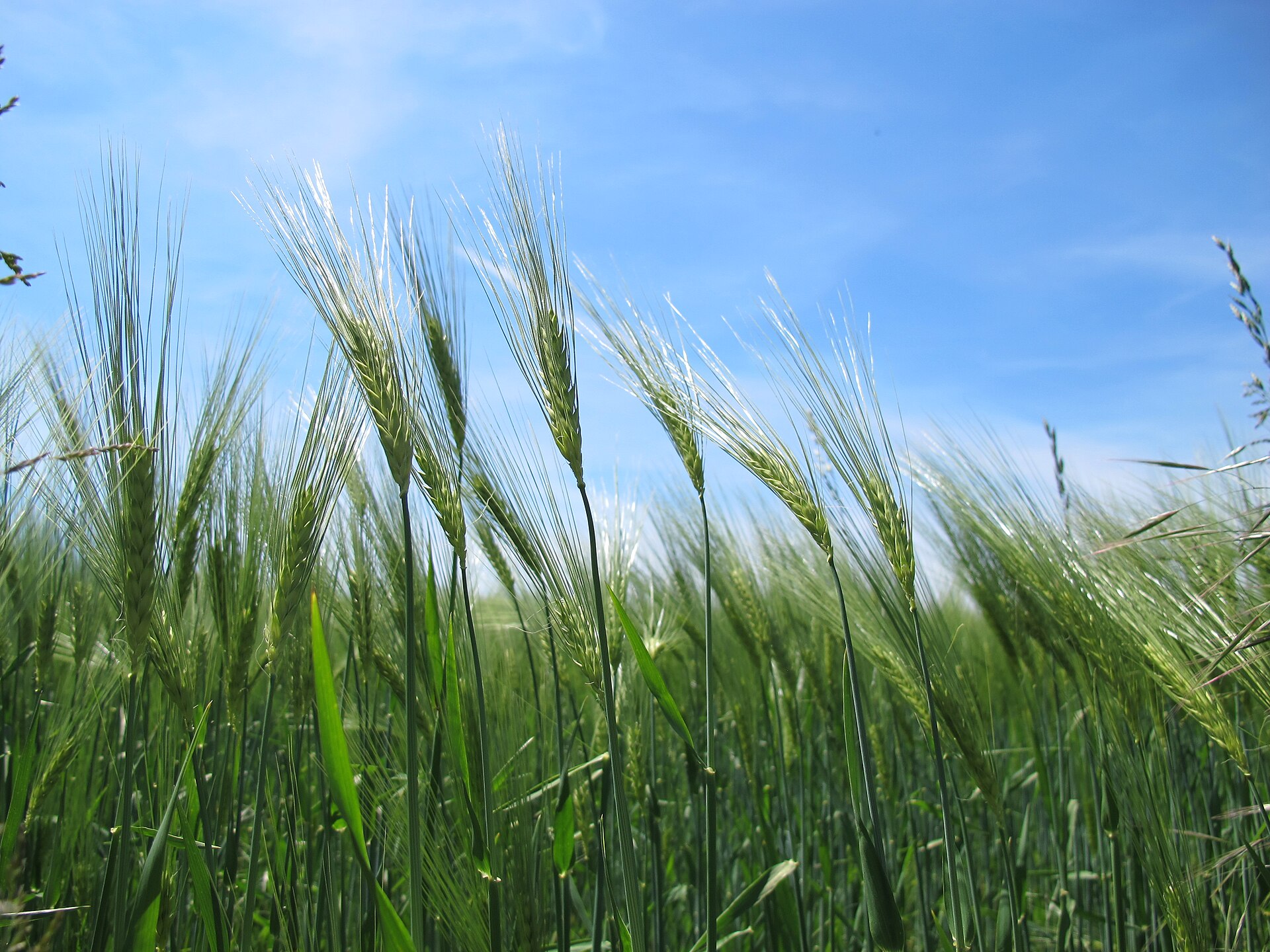 Orge utilisé comme ingrédient d'alimentation équine