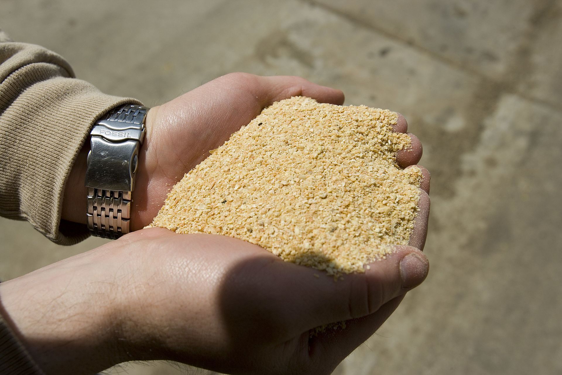 Tourteau de soja utilisé comme ingrédient d'alimentation équine
