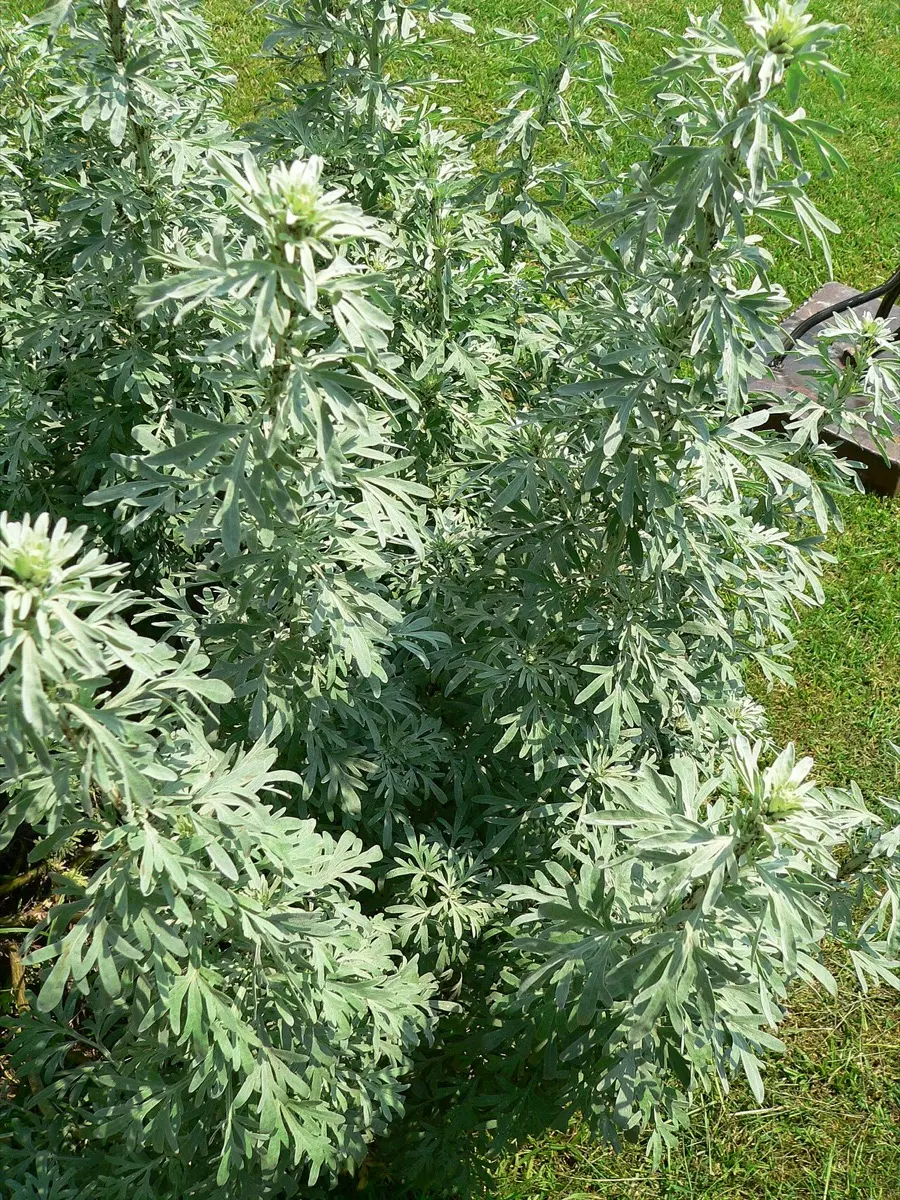 Absinthe - Artemisia absinthium