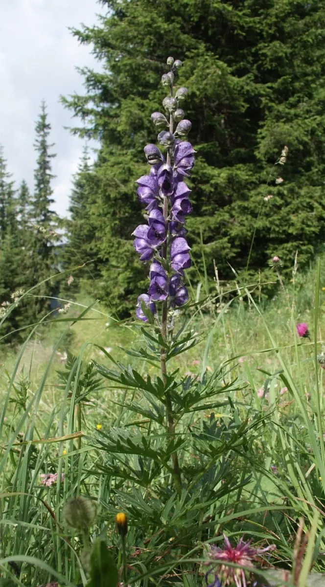 Aconit Napel - Aconitum napellus