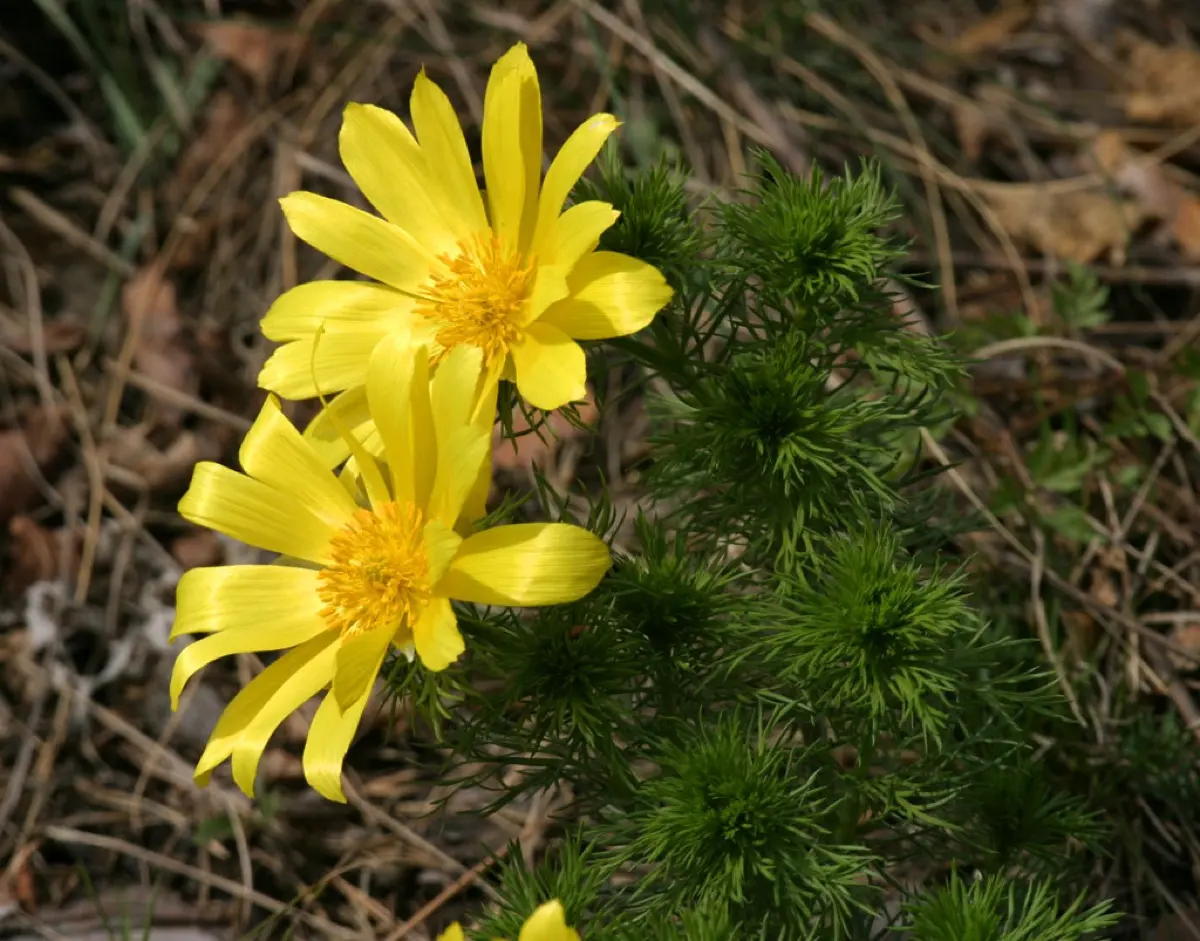 Adonis (de printemps / d'été) - Adonis vernalis