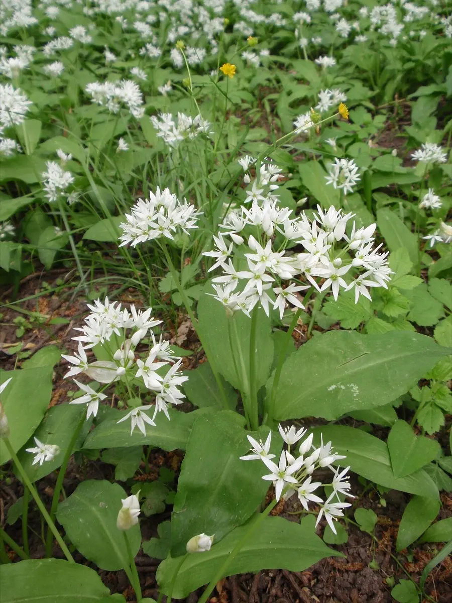 Ail sauvage (Ail des ours) / Poireau sauvage - Allium