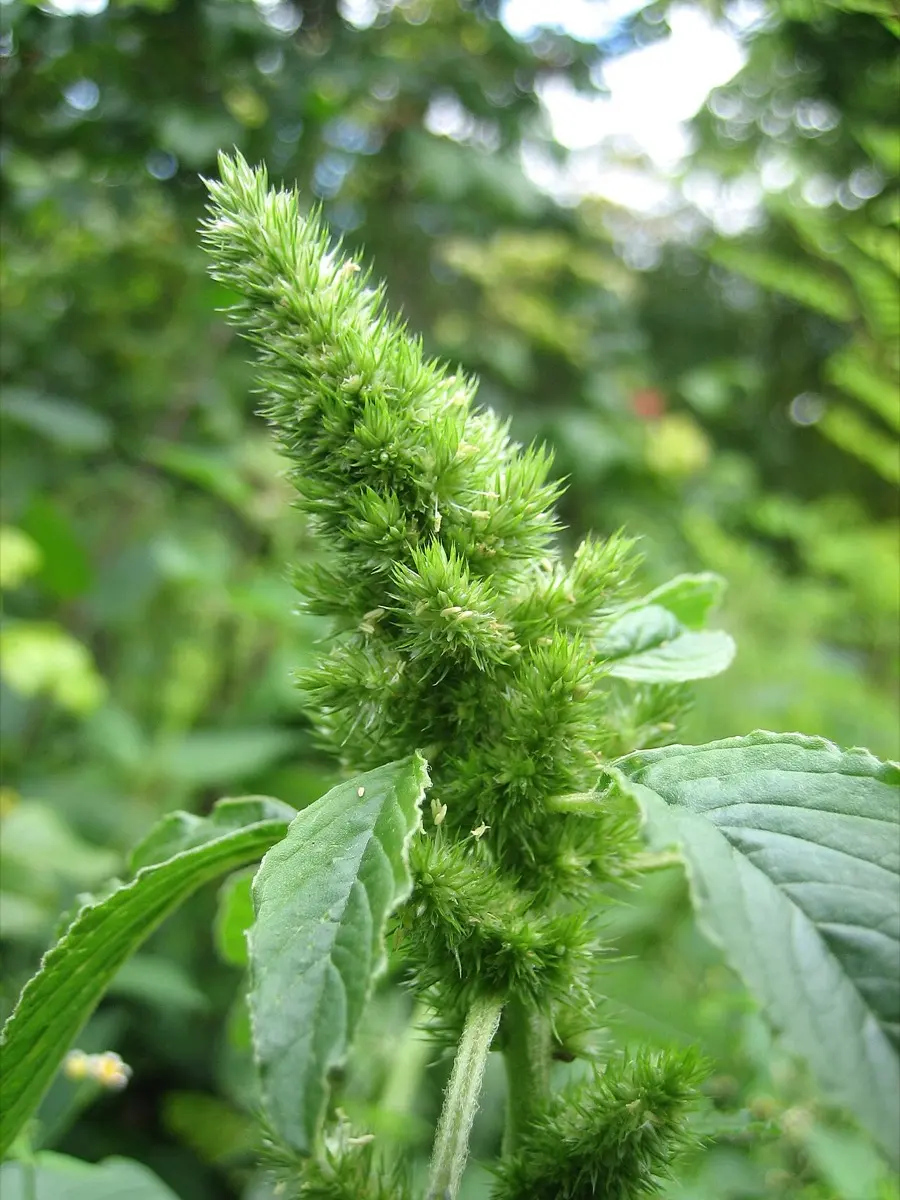 Amaranthe (Amaranthe réfléchie) - Amaranthus retroflexus