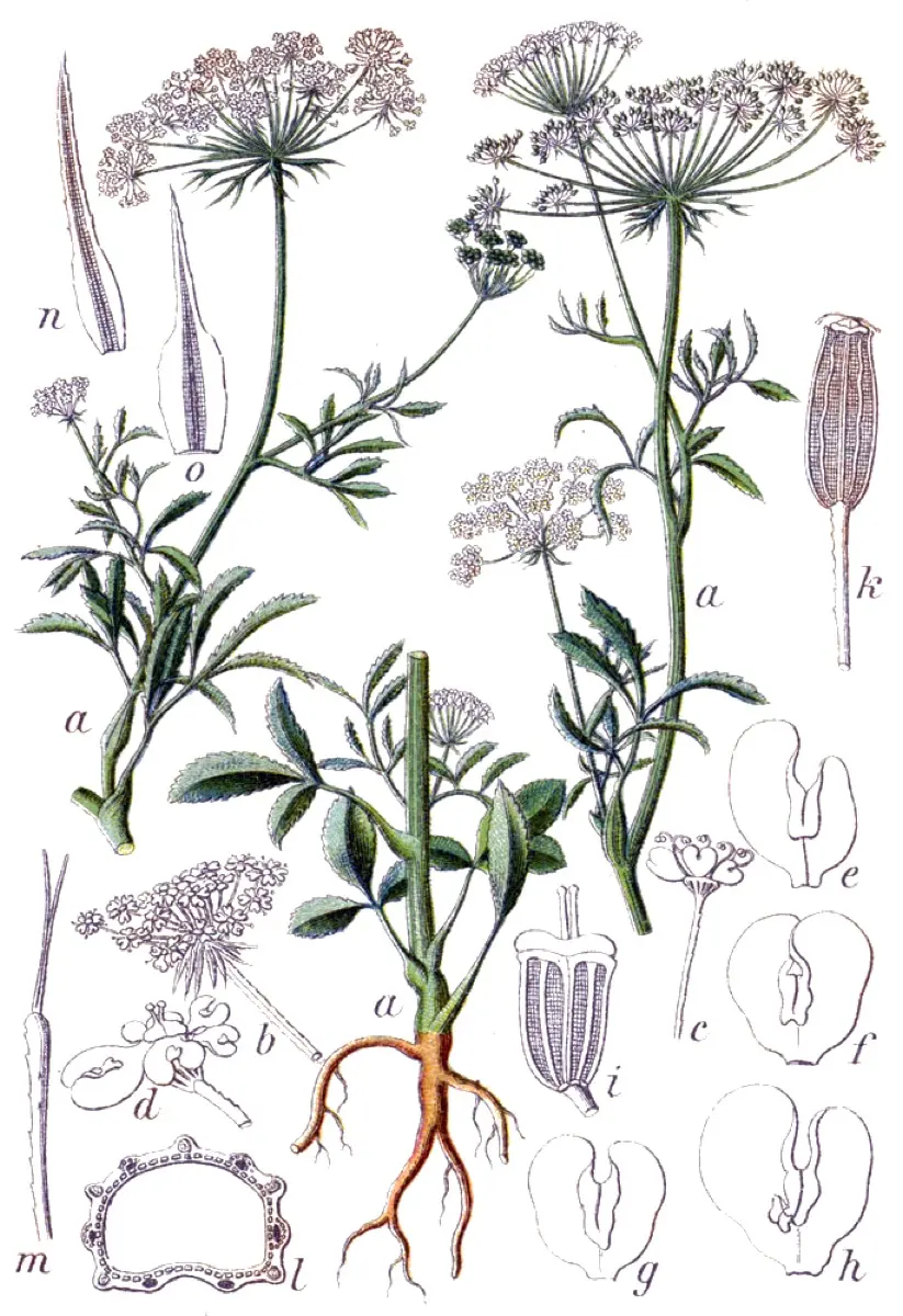 Ammi majeur - Ammi majus