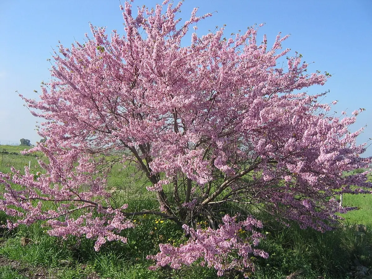 Arbre de Judée - Cercis siliquastrum
