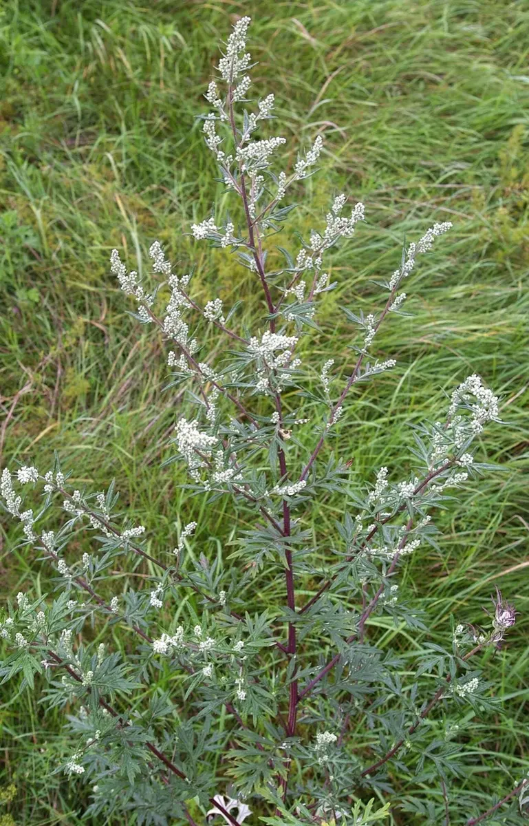 Armoise commune - Artemisia vulgaris