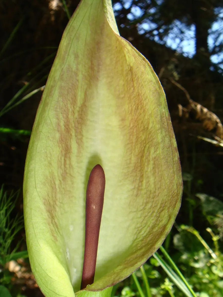 Arum tacheté - Arum maculatum