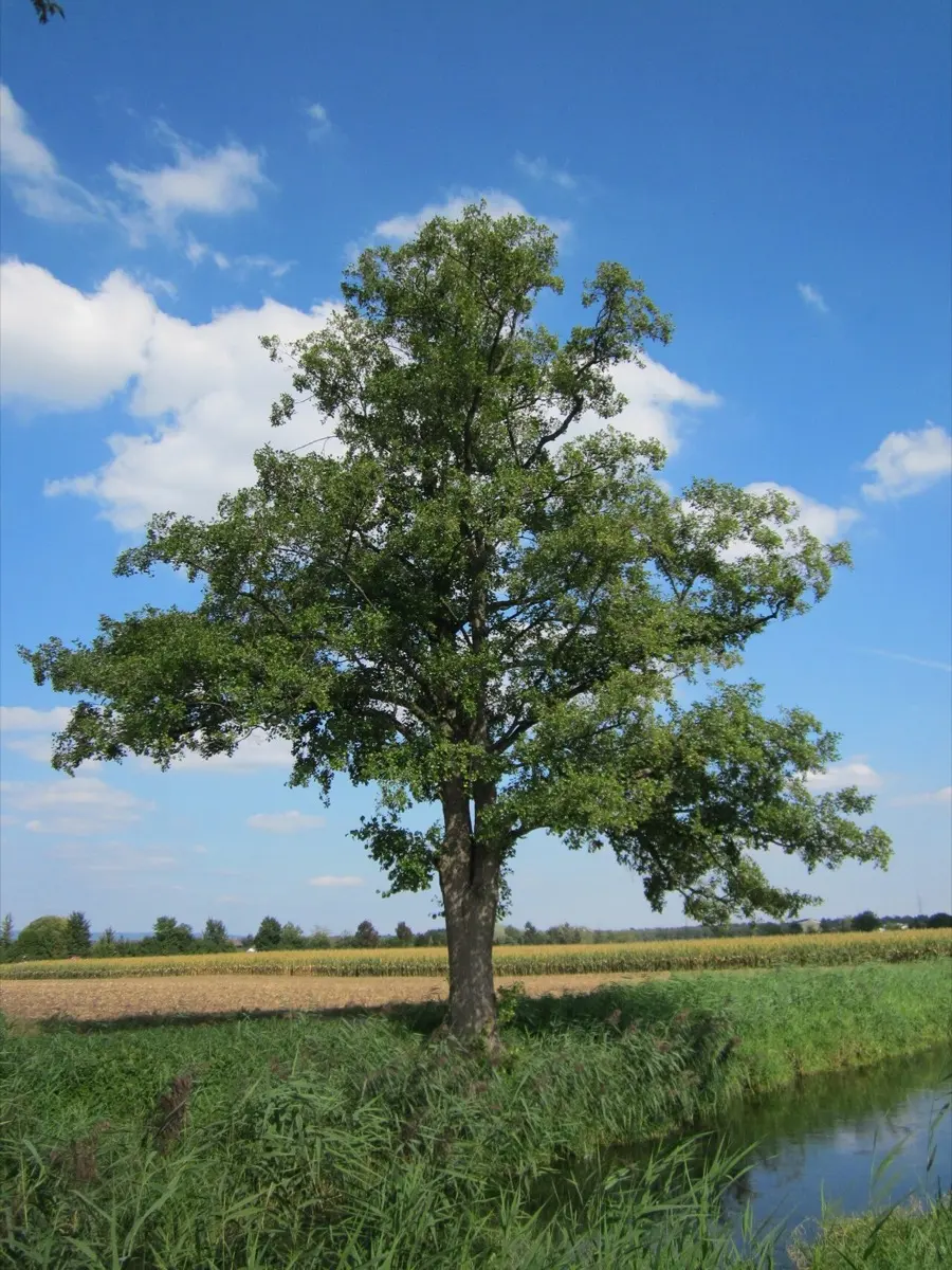 Aulne glutineux (Vergne) - Alnus glutinosa