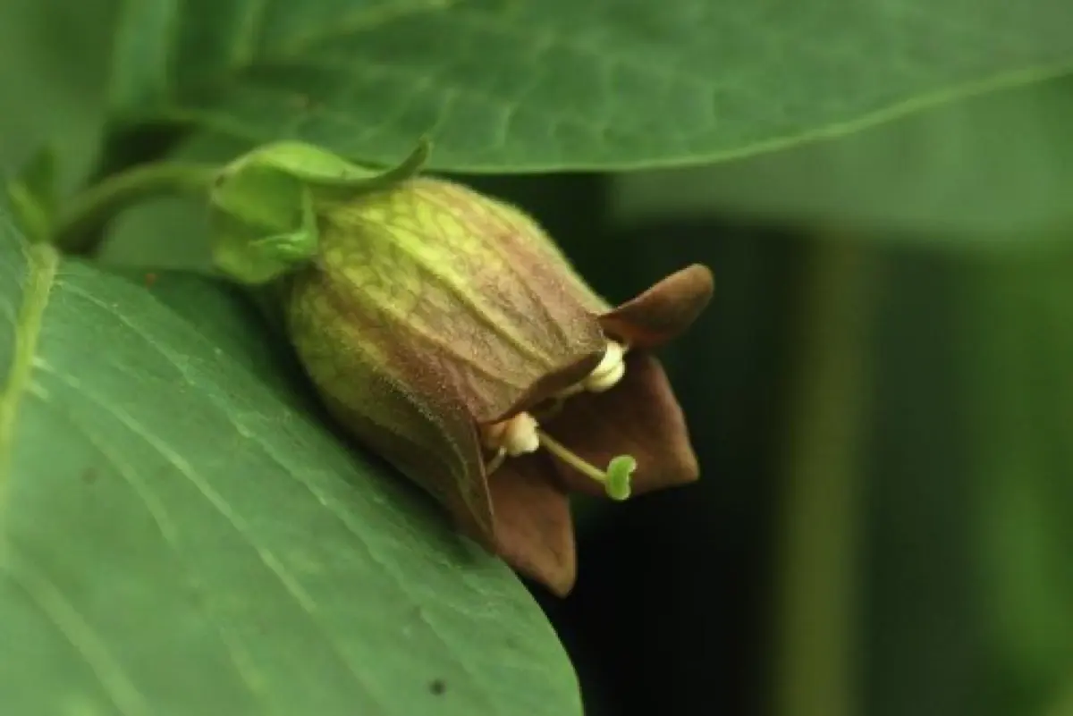 Belladone - Atropa belladonna