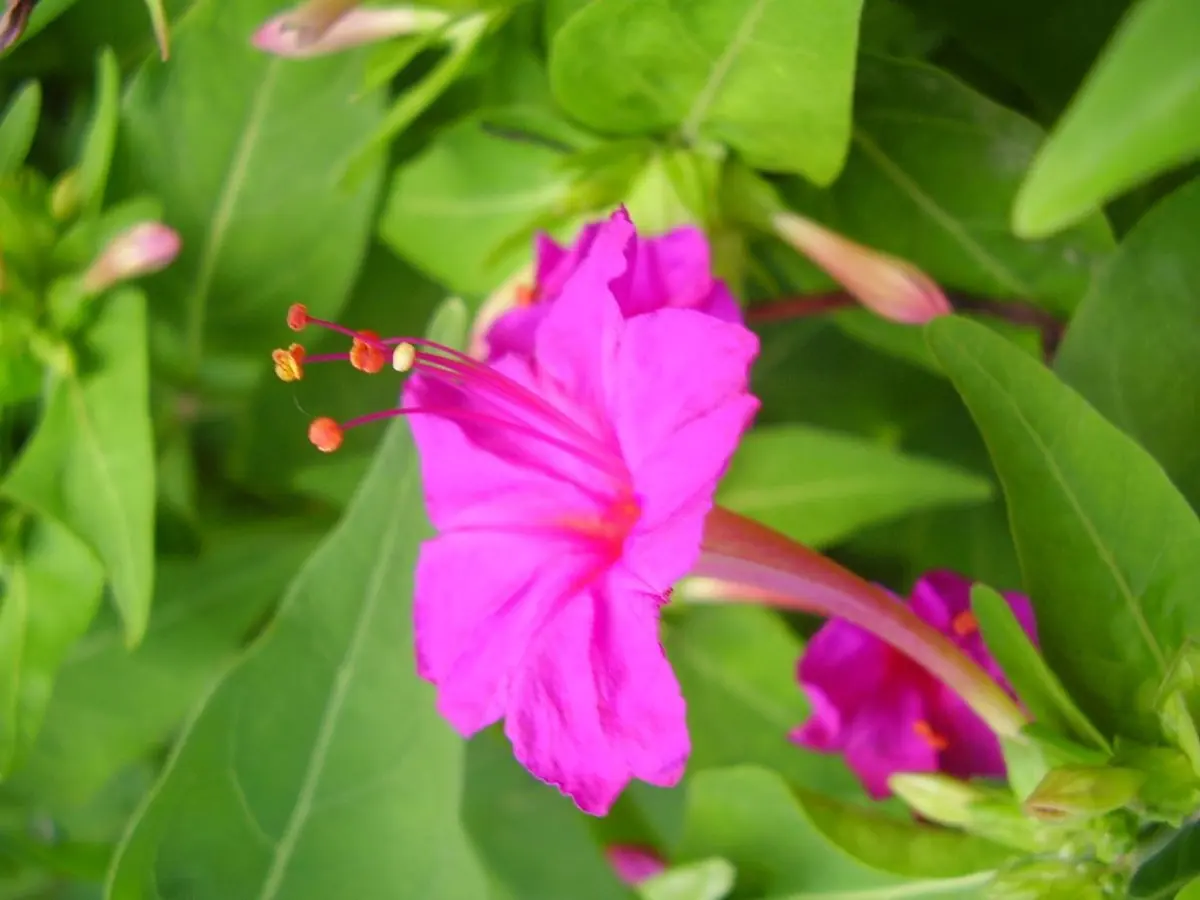 Belle-de-nuit - Mirabilis jalapa