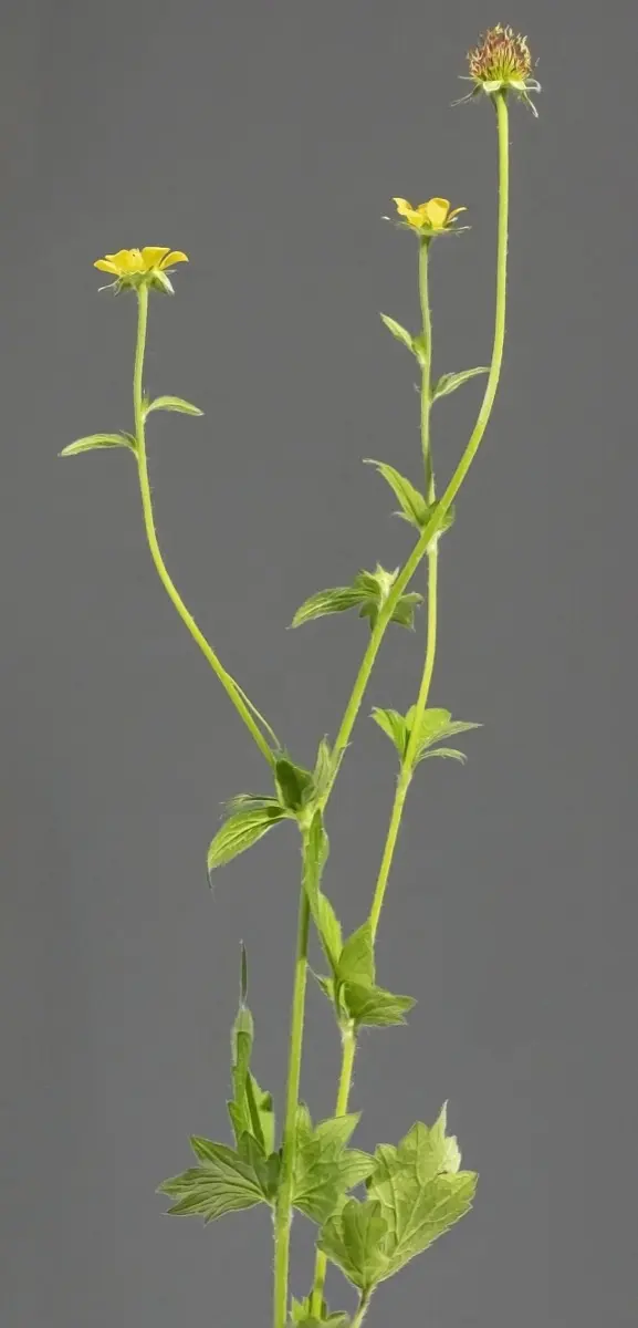 Benoîte urbaine (Herbe de Saint-Benoît) - Geum urbanum