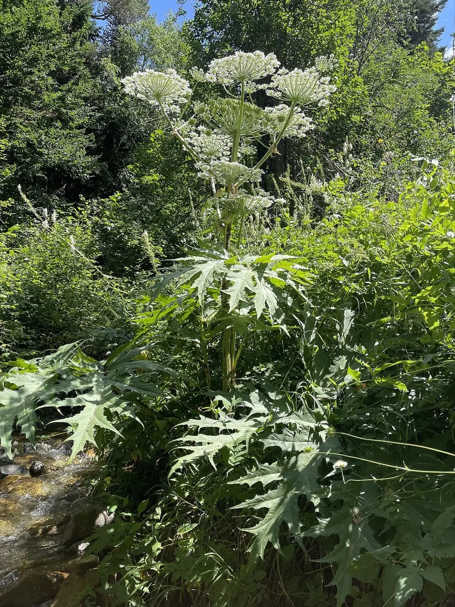 Berce du Caucase - Heracleum mantegazzianum