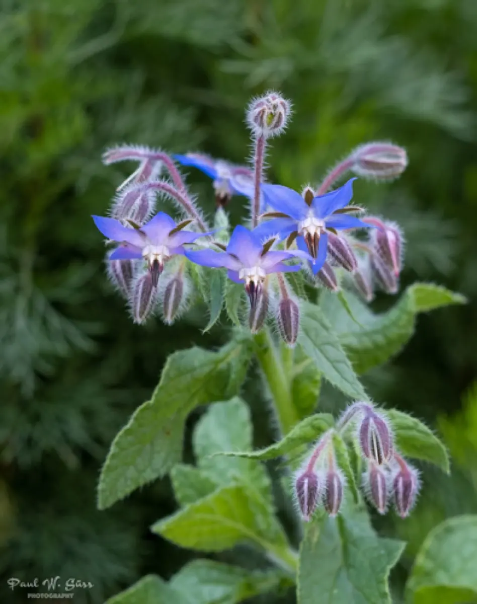 Bourrache officinale - Borago officinalis