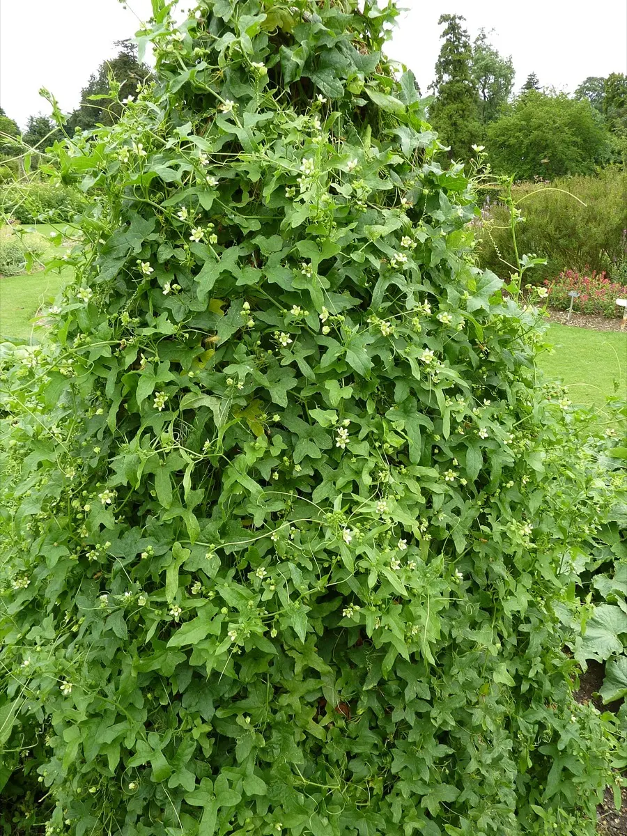 Bryone dioïque (Navet du diable) - Bryonia dioica