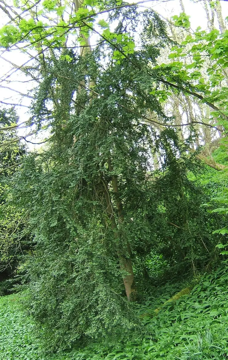 Buis - Buxus sempervirens