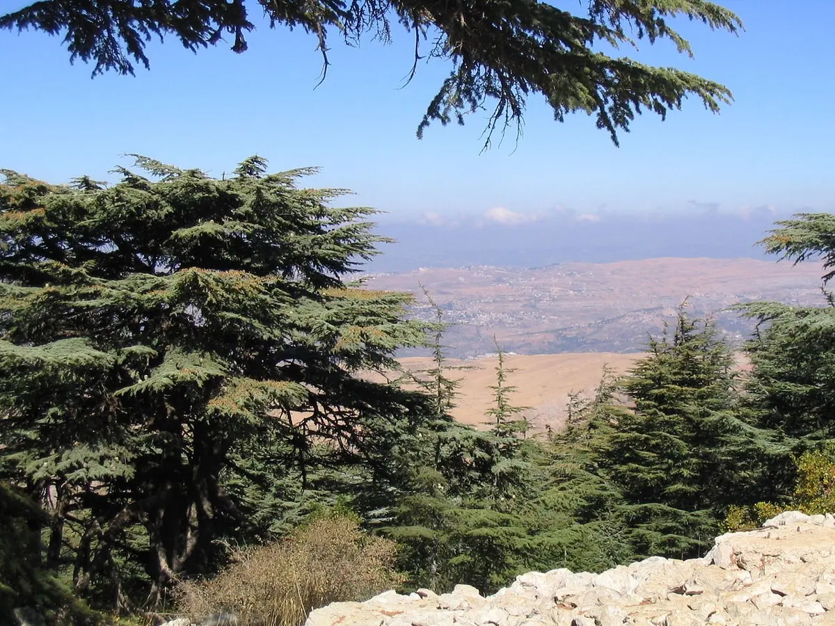Cèdre (Cèdre du Liban, Cèdre de l'Atlas) - Cedrus