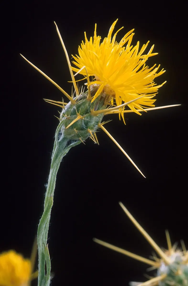 Centaurée du solstice - Centaurea solstitialis