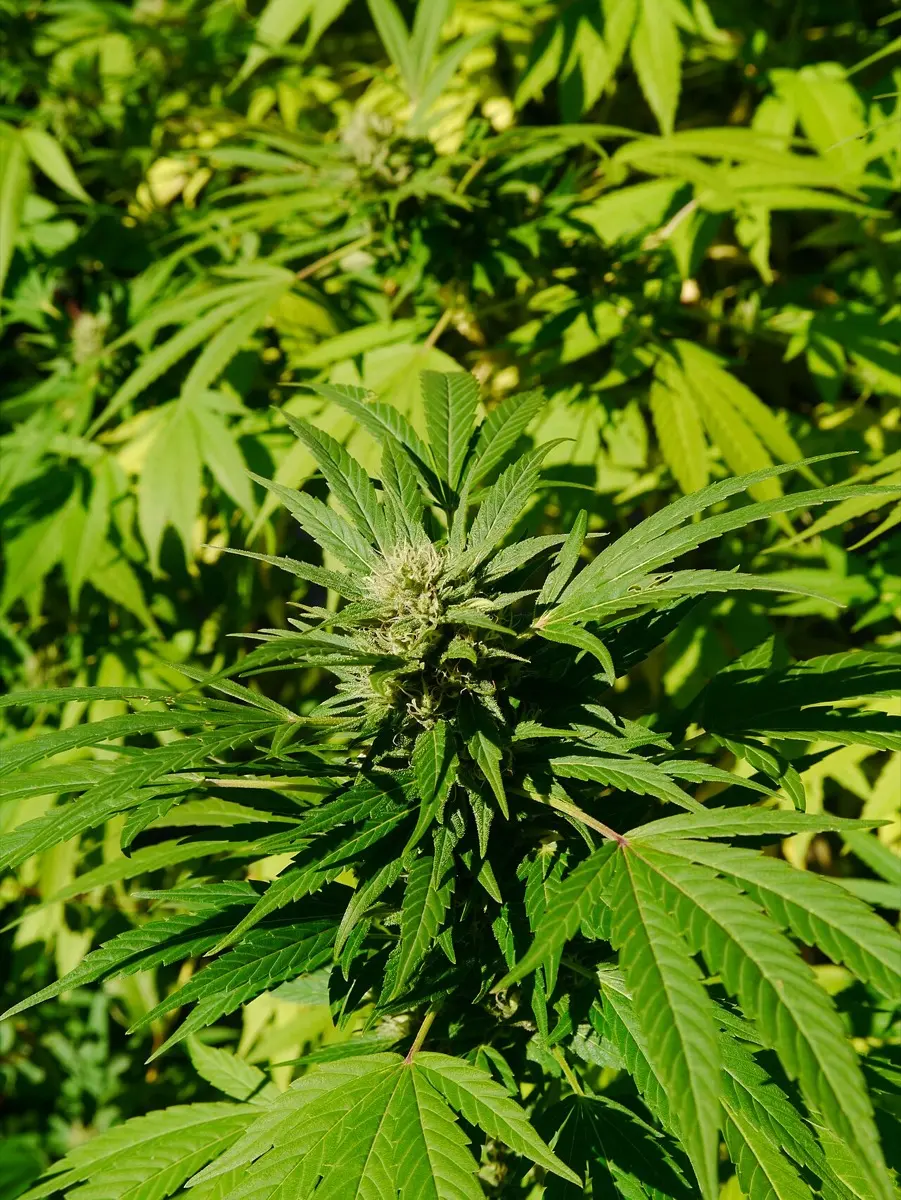 Chanvre sauvage (et cultivé) - Cannabis sativa