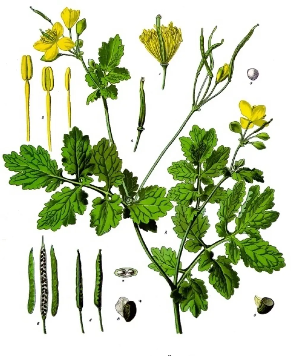 Chélidoine (Herbe aux verrues) - Chelidonium majus