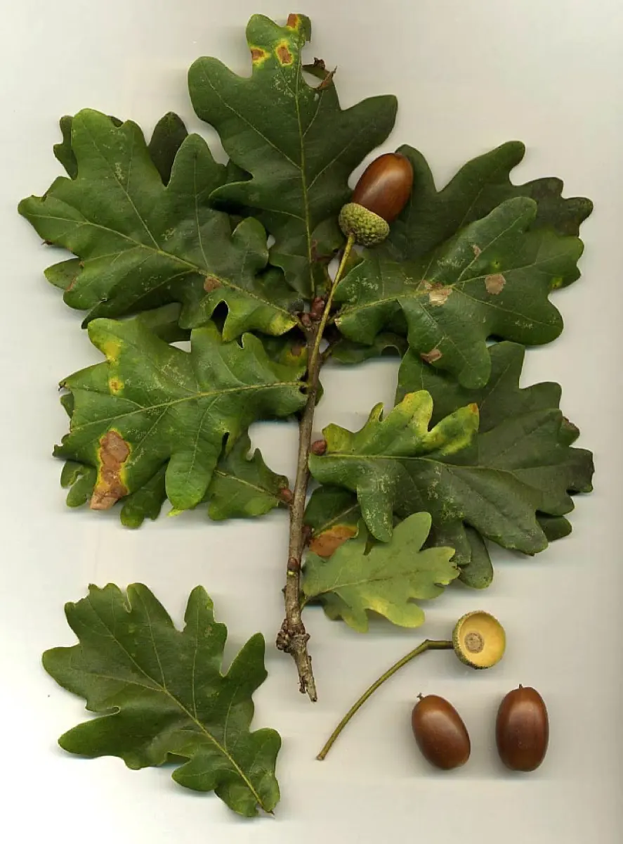 Chêne (Glands et Bourgeons) - Quercus robur