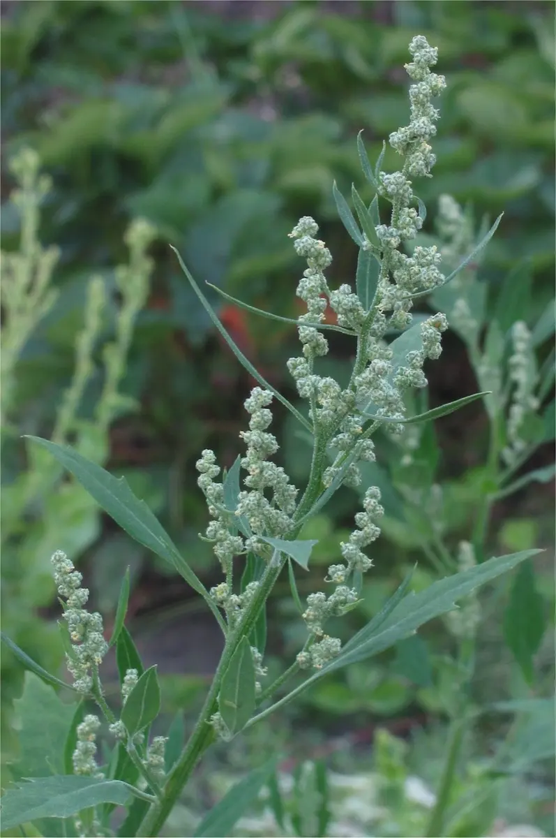 Chénopode blanc - Chenopodium album