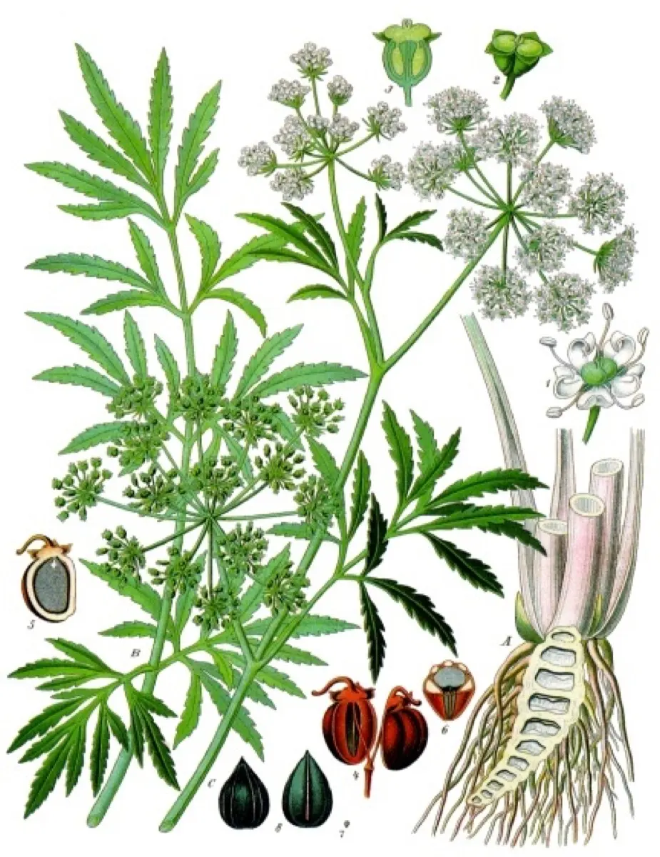 Cicutaire (Ciguë aquatique) - Cicuta virosa