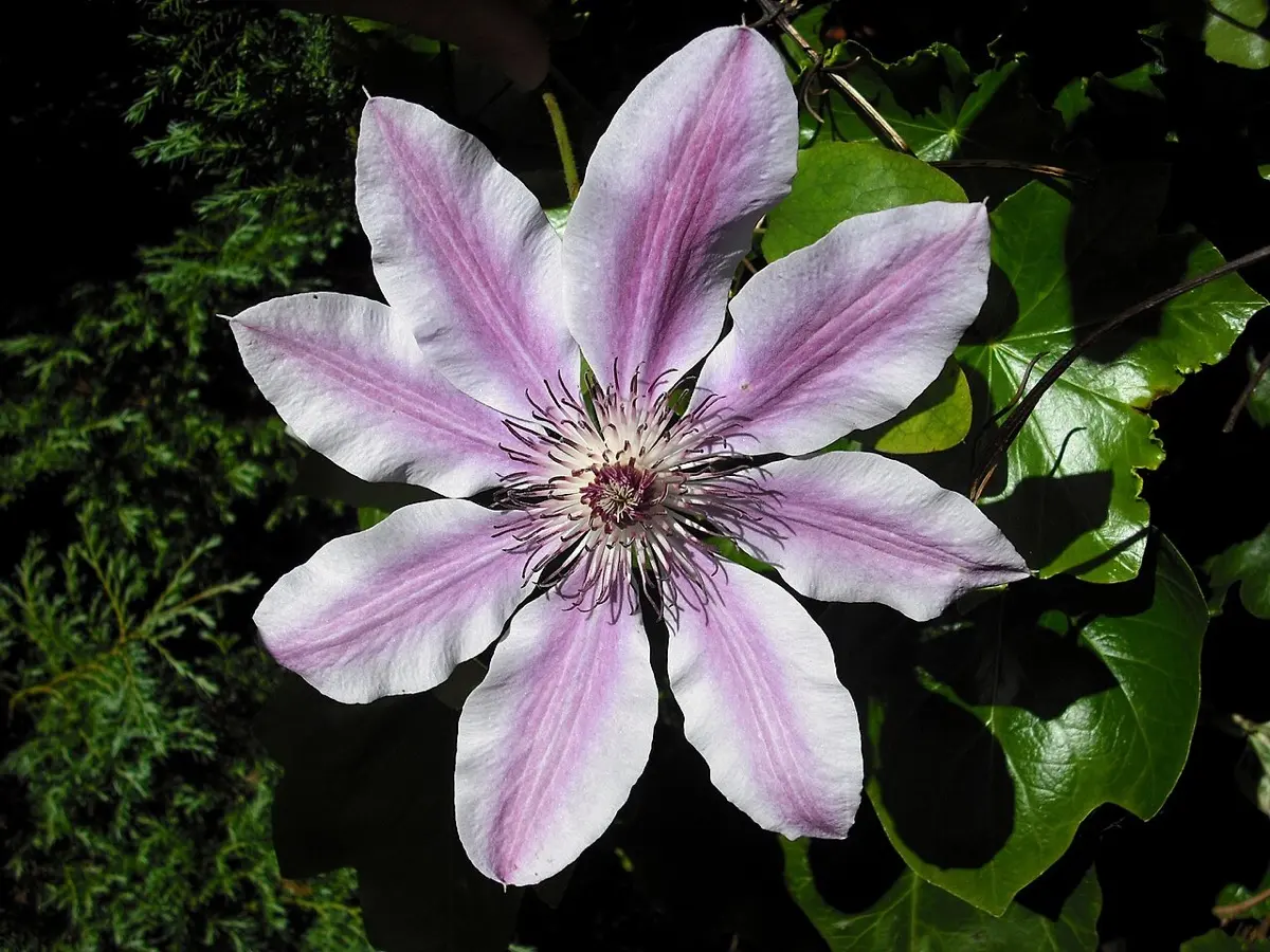 Clématite - Clematis