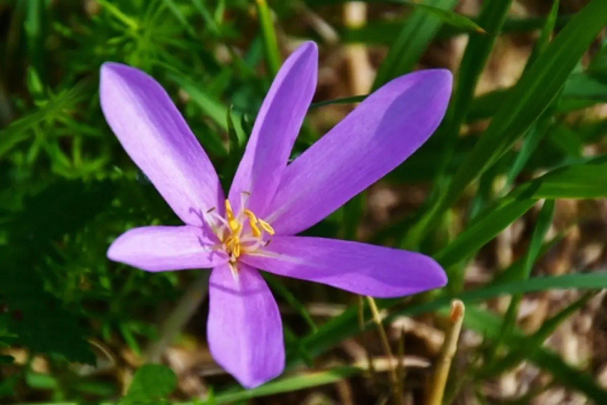 Colchique d'automne - Colchicum autumnale
