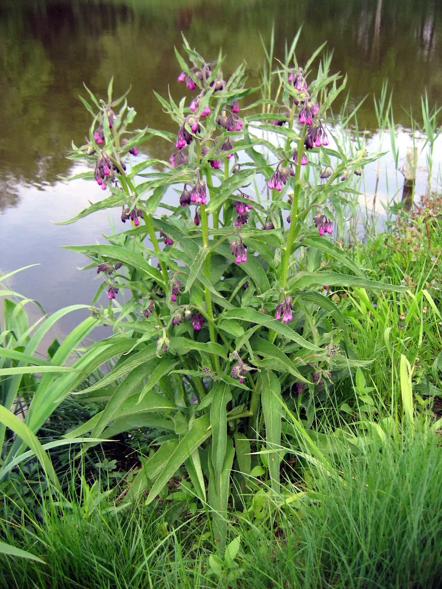 Consoude (Grande consoude) - Symphytum officinale