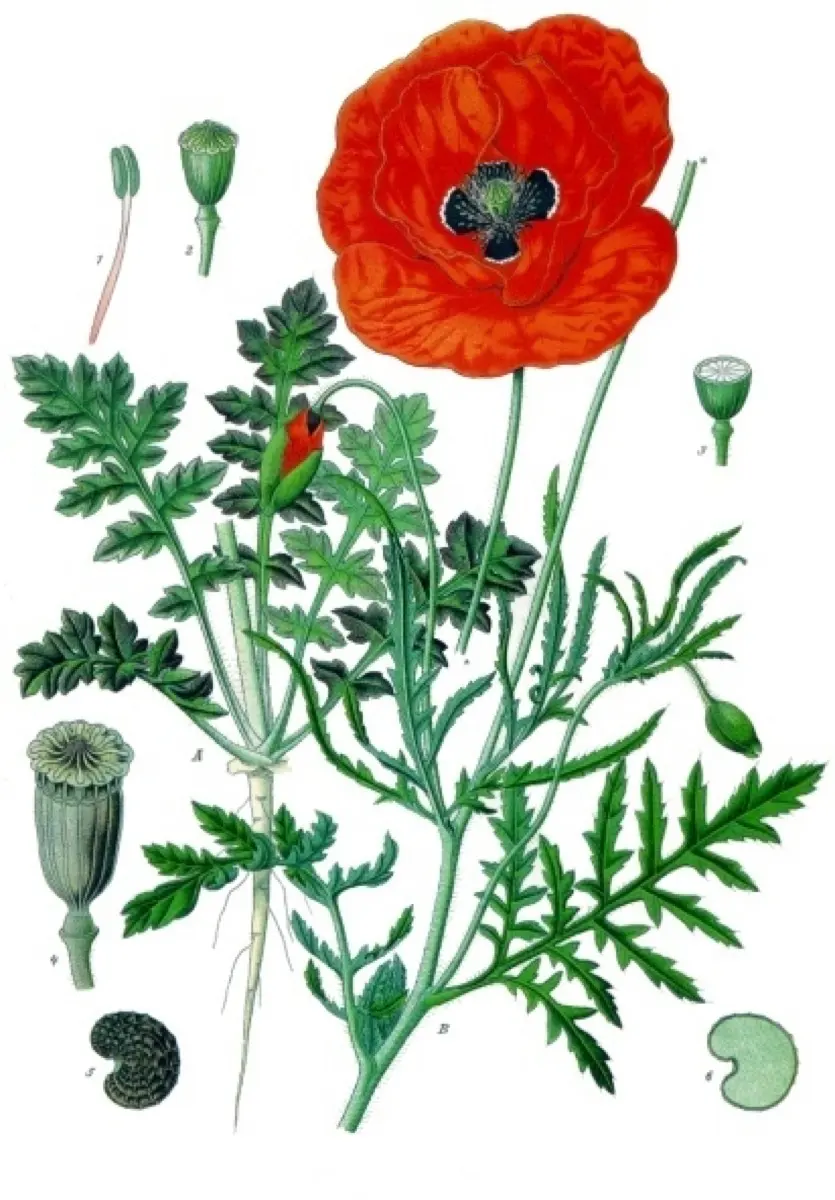 Coquelicot - Papaver rhoeas