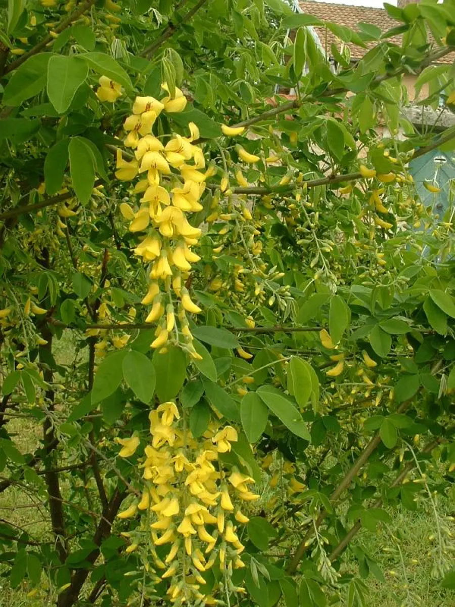 Cytise (Pluie d'or) - Laburnum anagyroides