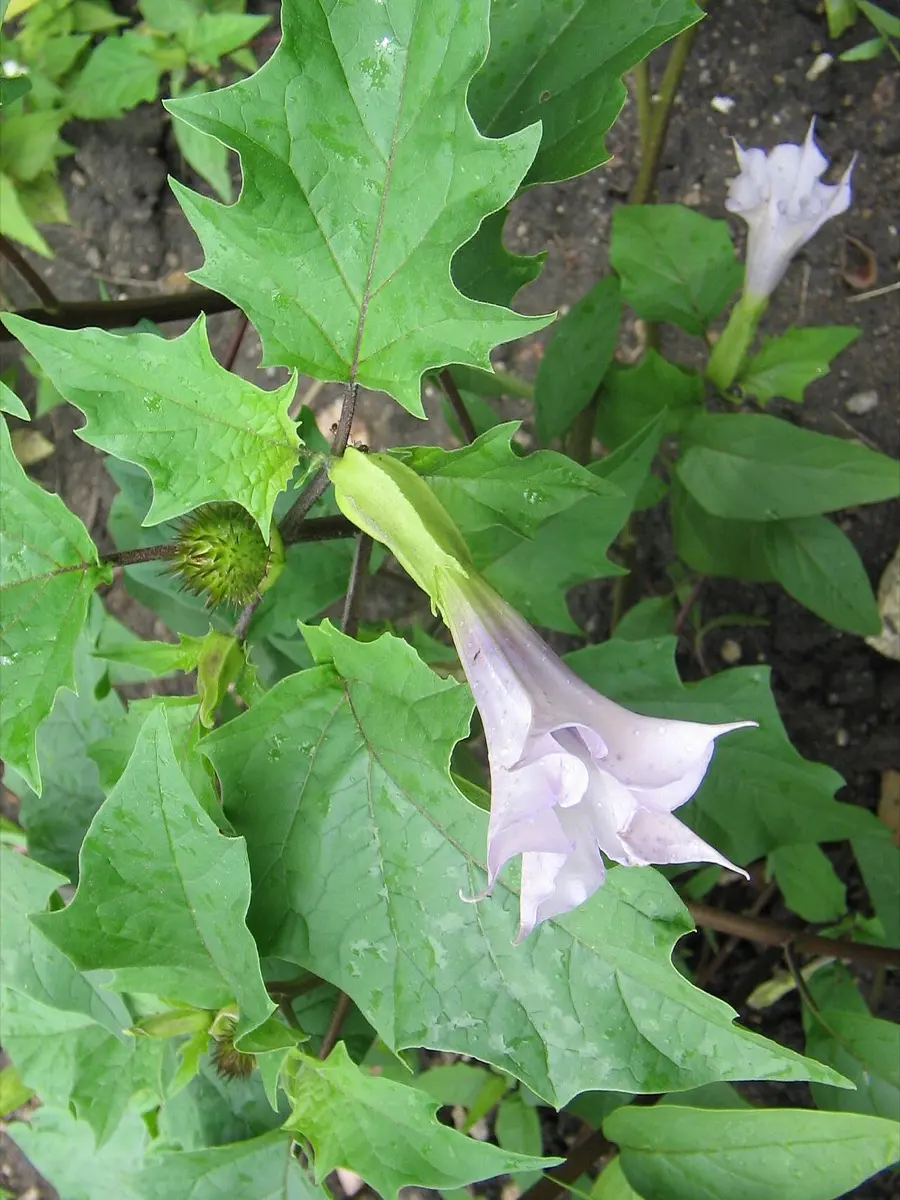 Plantes toxiques